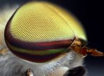 Глаз слепня (Tabanus lineola)