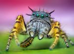Паук (паук-скакун Phidippus mystaceus)