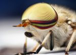 Слепень линейчатый (Tabanus lineola)