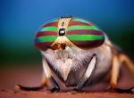 Самка слепня (Tabanus lineola)