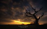 Mike Shaw - To Sleep to Dream Mike Shaw - To Sleep to Dream